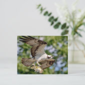 Osprey met grote mondbaars briefkaart (Staand voorkant)