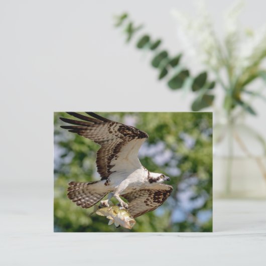 Osprey met grote mondbaars briefkaart (Staand voorkant)
