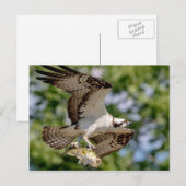 Osprey met grote mondbaars briefkaart (Voorkant / Achterkant)