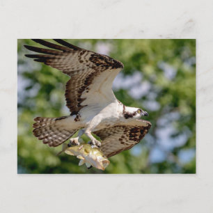 Osprey met grote mondbaars briefkaart
