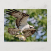 Osprey met grote mondbaars briefkaart (Voorkant)