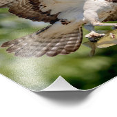 Osprey met grote mondbaars foto afdruk (Hoek)