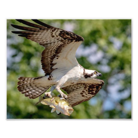 Osprey met grote mondbaars foto afdruk (Voorkant)