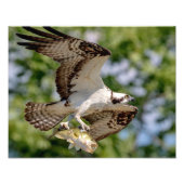 Osprey met grote mondbaars foto afdruk (Voorkant)