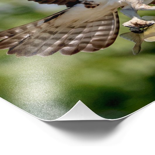 Osprey met grote mondbaars foto afdruk (Hoek)