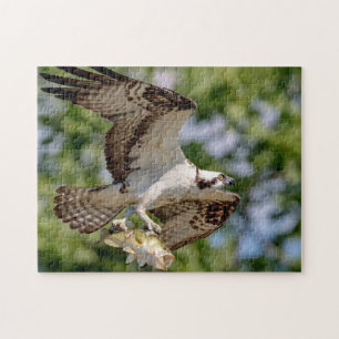 Osprey met grote mondbaars legpuzzel