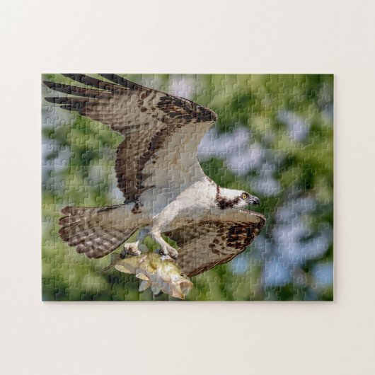Osprey met grote mondbaars legpuzzel (Horizontaal)