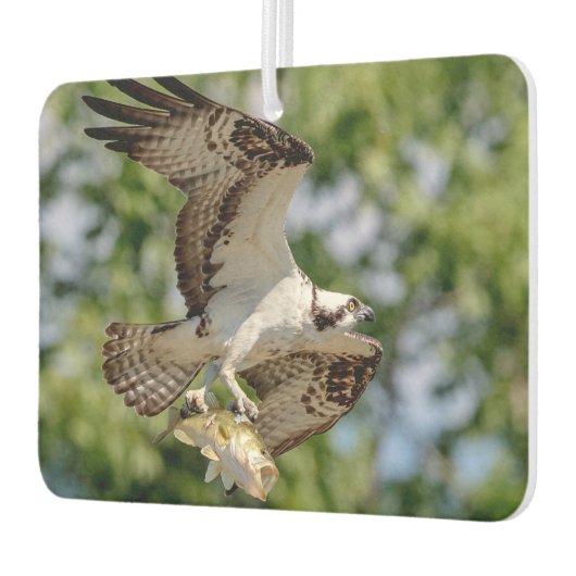 Osprey met grote mondbaars luchtverfrisser (Links)