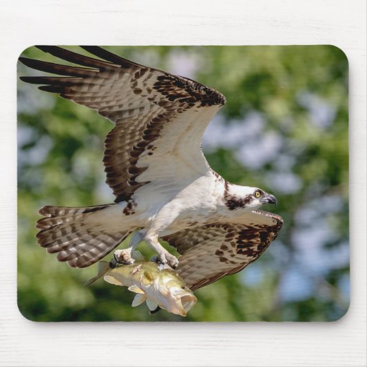 Osprey met grote mondbaars muismat (Voorkant)