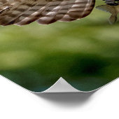 Osprey met grote mondbaars poster (Hoek)