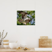 Osprey met grote mondbaars poster (Keuken)
