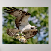 Osprey met grote mondbaars poster (Voorkant)