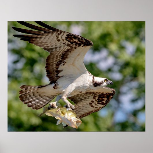 Osprey met grote mondbaars poster (Voorkant)