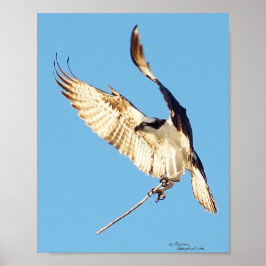 Osprey met Poster (Voorkant)