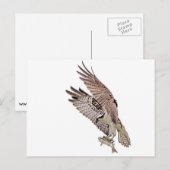 Osprey met vis briefkaart (Voorkant / Achterkant)