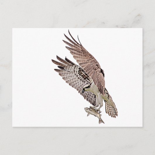 Osprey met vis briefkaart (Voorkant)