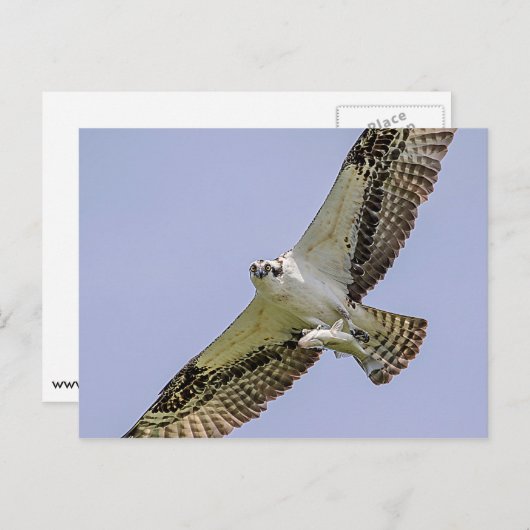 Osprey met vis briefkaart (Voorkant / Achterkant)