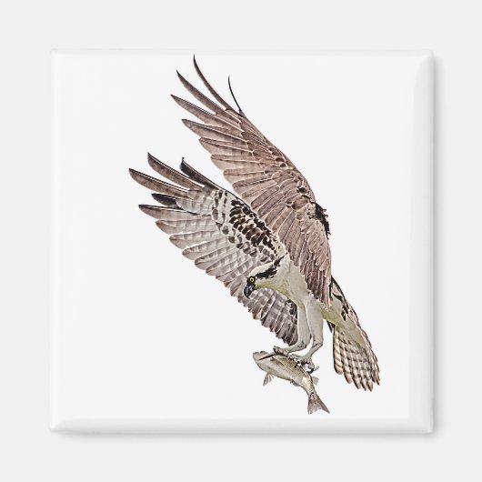 Osprey met vis magneet (Voorkant)