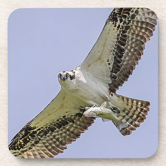 Osprey met vis onderzetter (Voorkant)
