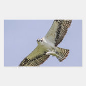 Osprey met vis rechthoekige sticker (Voorkant)