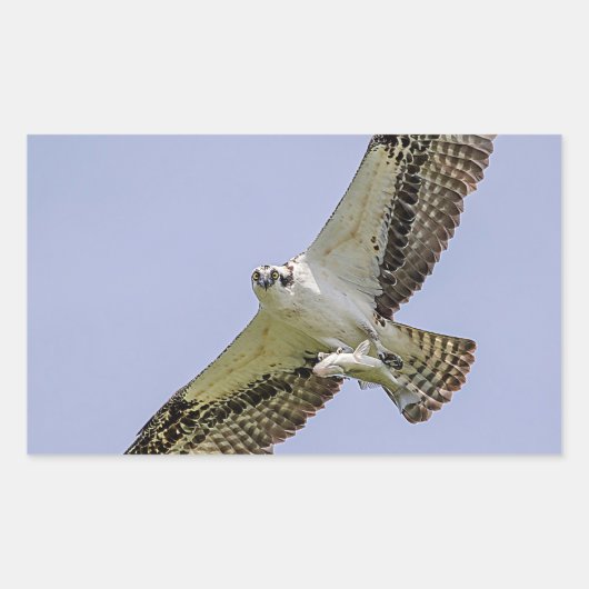 Osprey met vis rechthoekige sticker (Voorkant)