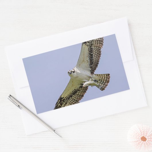 Osprey met vis rechthoekige sticker (Envelop)