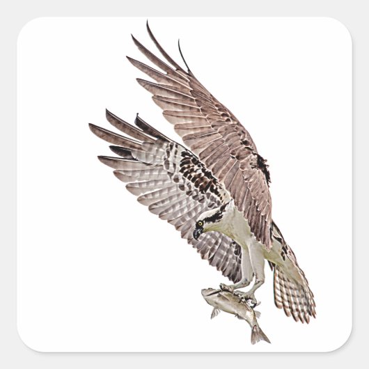Osprey met vis vierkante sticker (Voorkant)