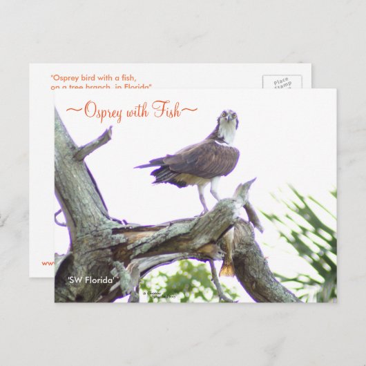 Osprey met visBriefkaart Briefkaart (Voorkant / Achterkant)