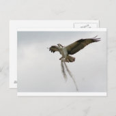 Osprey moss briefkaart (Voorkant / Achterkant)