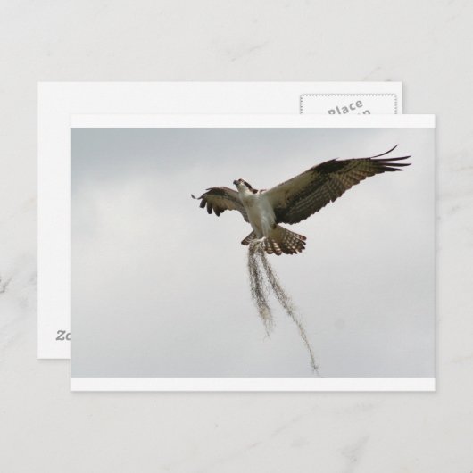 Osprey moss briefkaart (Voorkant / Achterkant)