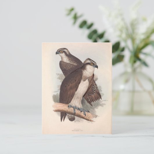  Osprey Natural History Illustratie Briefkaart (Staand voorkant)