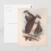  Osprey Natural History Illustratie Briefkaart (Voorkant / Achterkant)