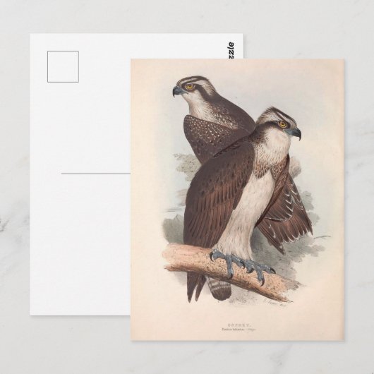  Osprey Natural History Illustratie Briefkaart (Voorkant / Achterkant)