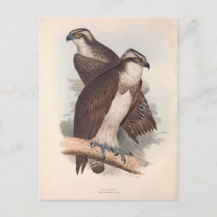 Osprey Natural History Illustratie Briefkaart