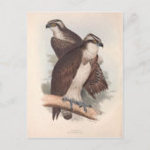  Osprey Natural History Illustratie Briefkaart (Voorkant)