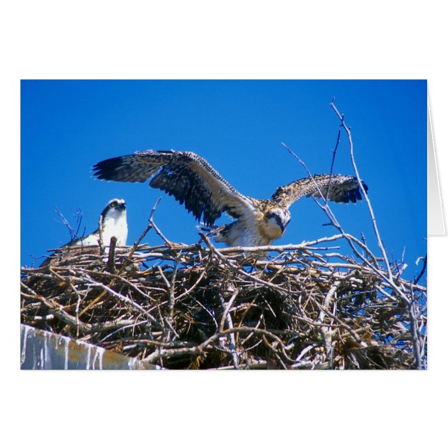 Osprey Nest (Voorkant Horizontaal)