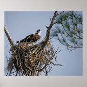 Osprey Nest Poster (Voorkant)
