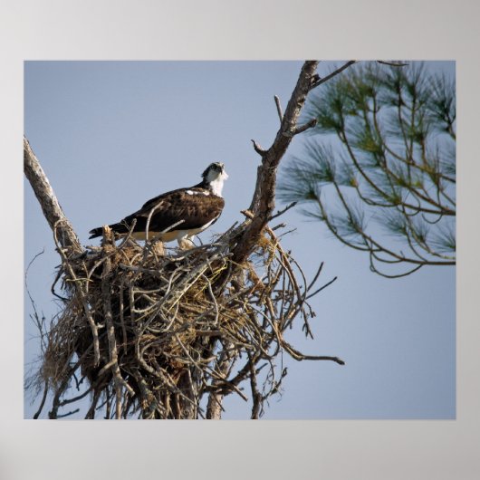 Osprey Nest Poster (Voorkant)