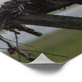 Osprey Nest Poster (Hoek)