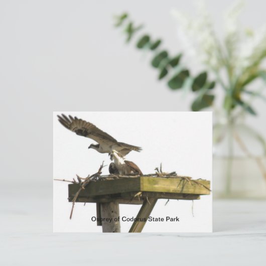 Osprey of Codorus State Park Briefkaart (Staand voorkant)