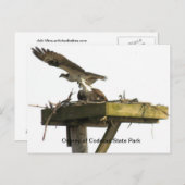 Osprey of Codorus State Park Briefkaart (Voorkant / Achterkant)
