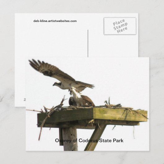 Osprey of Codorus State Park Briefkaart (Voorkant / Achterkant)