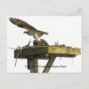 Osprey of Codorus State Park Briefkaart