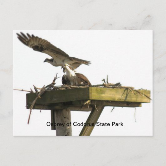 Osprey of Codorus State Park Briefkaart (Voorkant)