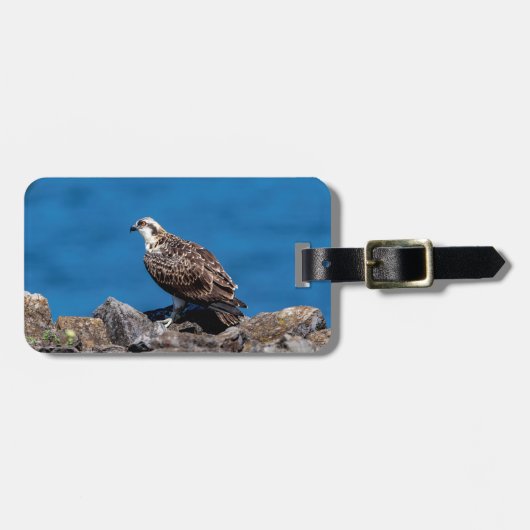 Osprey op de rotsen bagagelabel (Voorkant horizontaal)