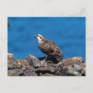 Osprey op de rotsen briefkaart