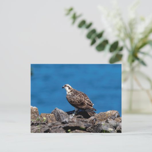 Osprey op de rotsen briefkaart (Staand voorkant)