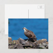 Osprey op de rotsen briefkaart (Voorkant / Achterkant)