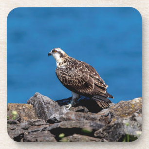 Osprey op de rotsen drankjes onderzetter