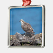 Osprey op de rotsen metalen ornament (Links)